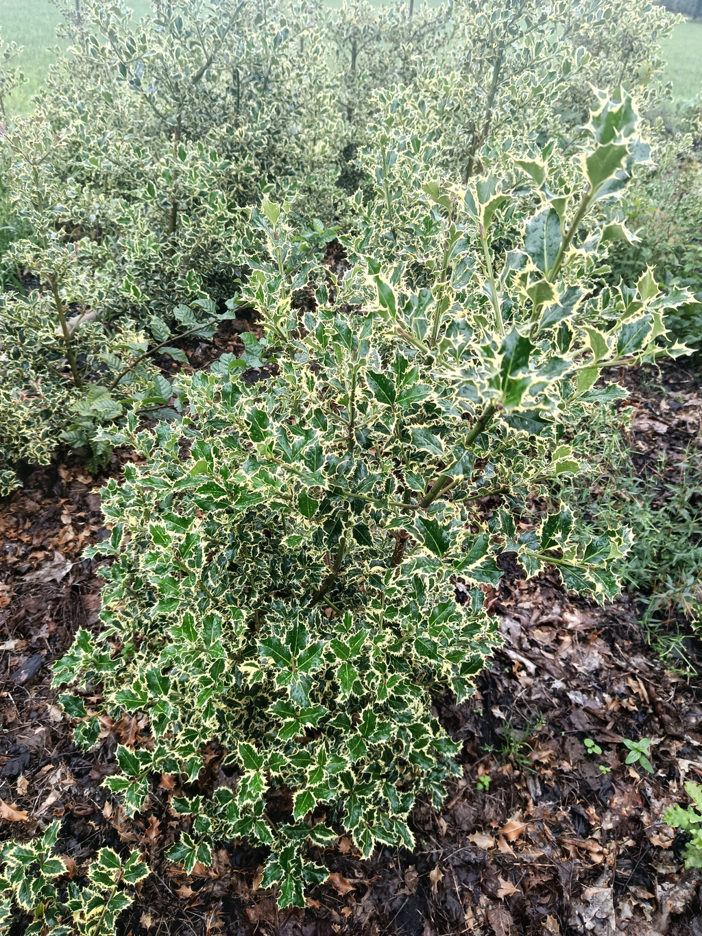 Hulst geel/bont (Ilex aquifolium)