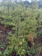 Hulst geel/bont (Ilex aquifolium)