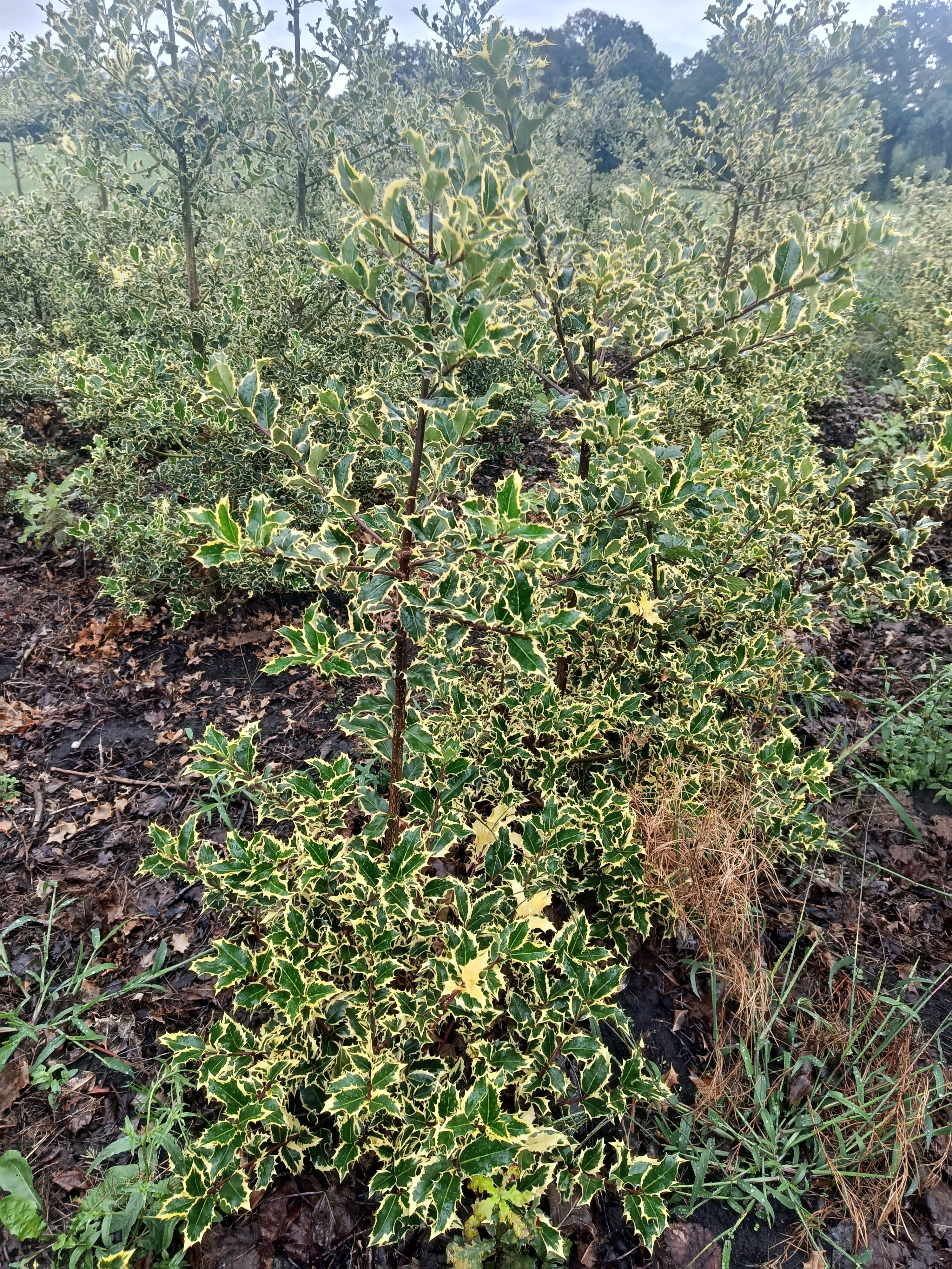 Hulst geel/bont (Ilex aquifolium)