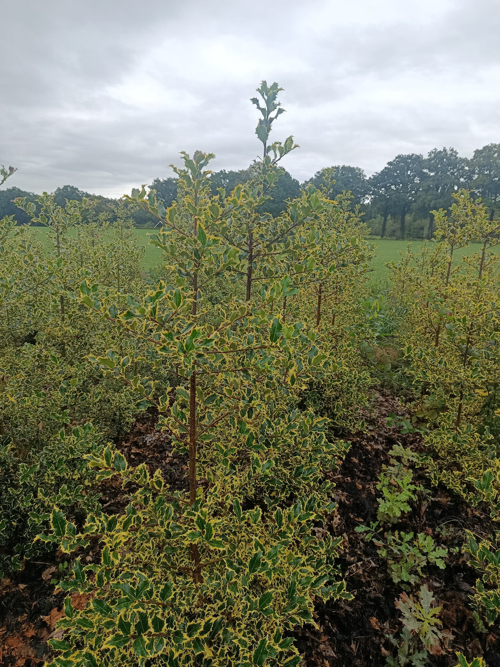 Hulst geel/bont (Ilex aquifolium)