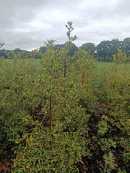 Hulst geel/bont (Ilex aquifolium)