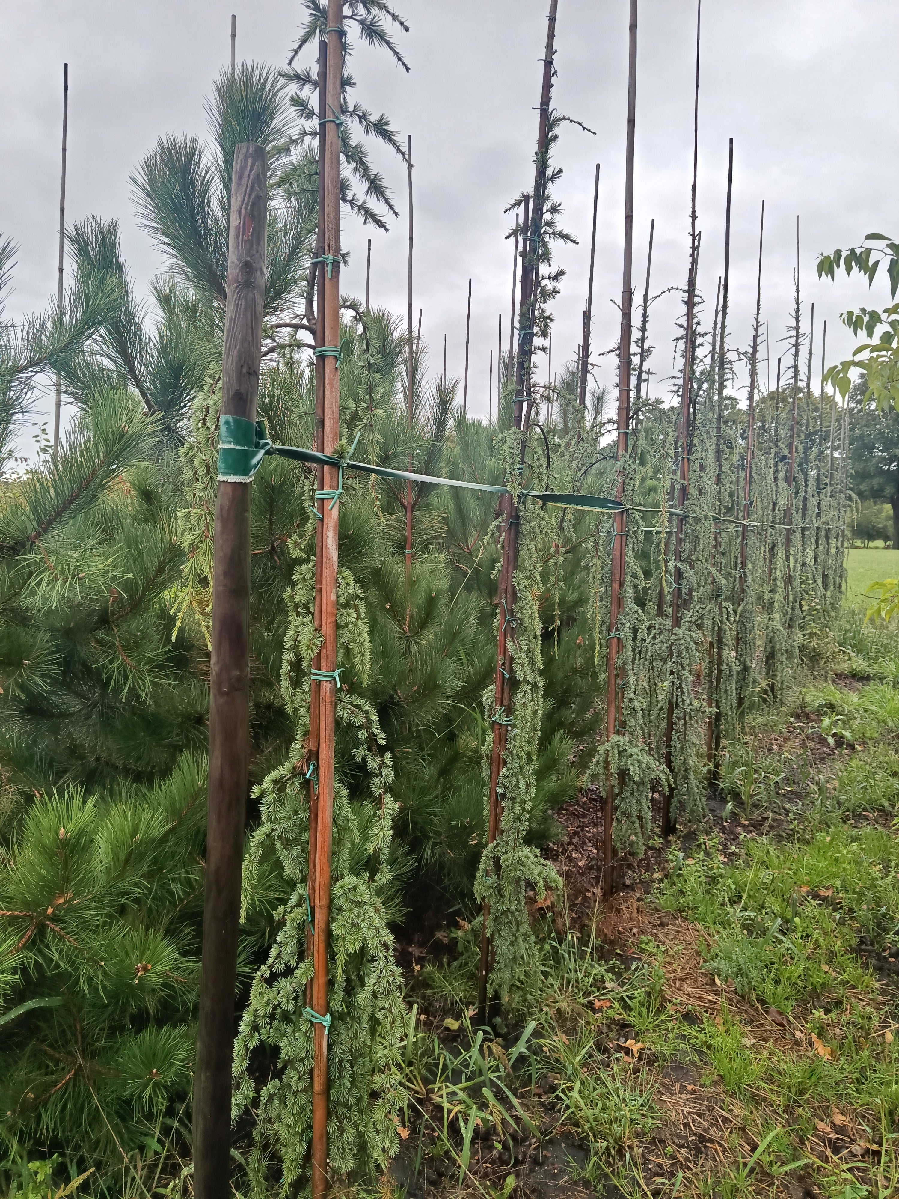 Libanese Ceder "Cedrus libani' groene naalden