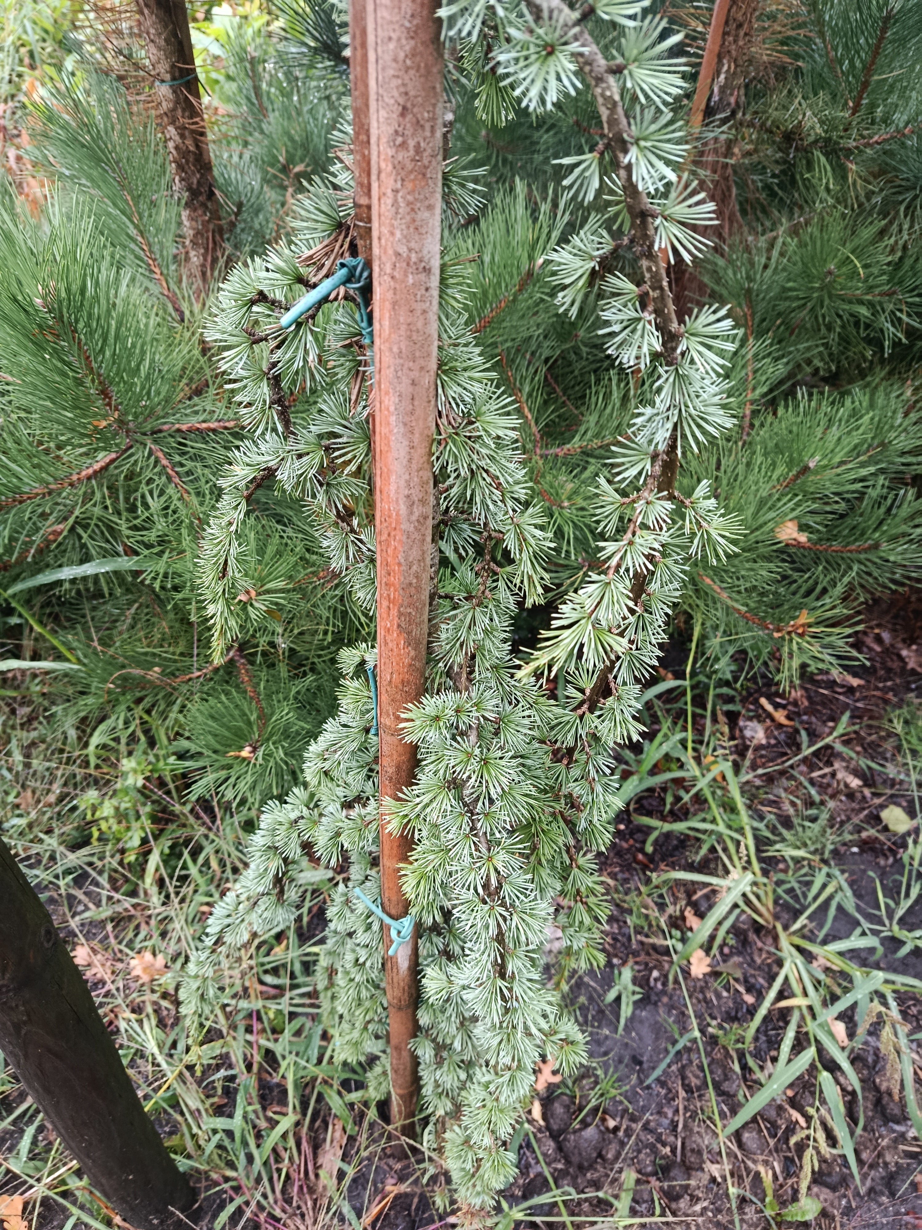 Libanese Ceder "Cedrus libani' groene naalden