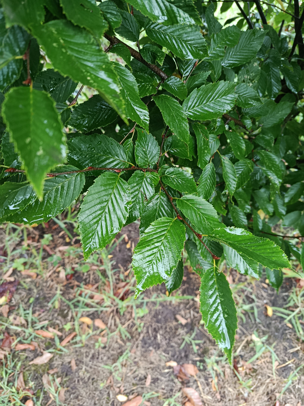 haagbeuk (Carpinus betulus)