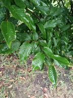 haagbeuk (Carpinus betulus)