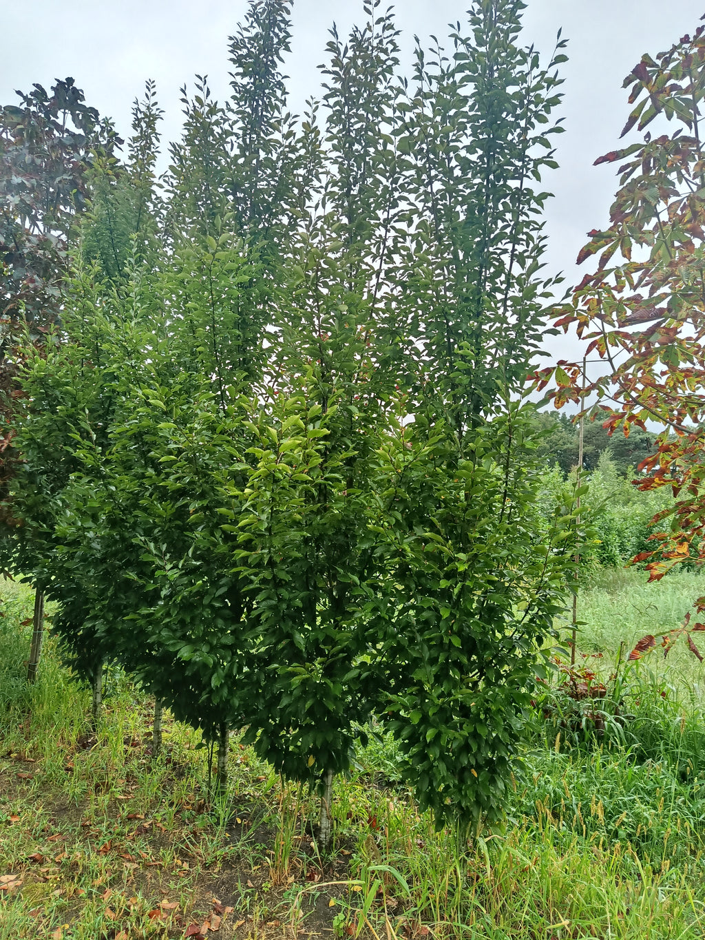 haagbeuk (Carpinus betulus)