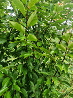 haagbeuk (Carpinus betulus)