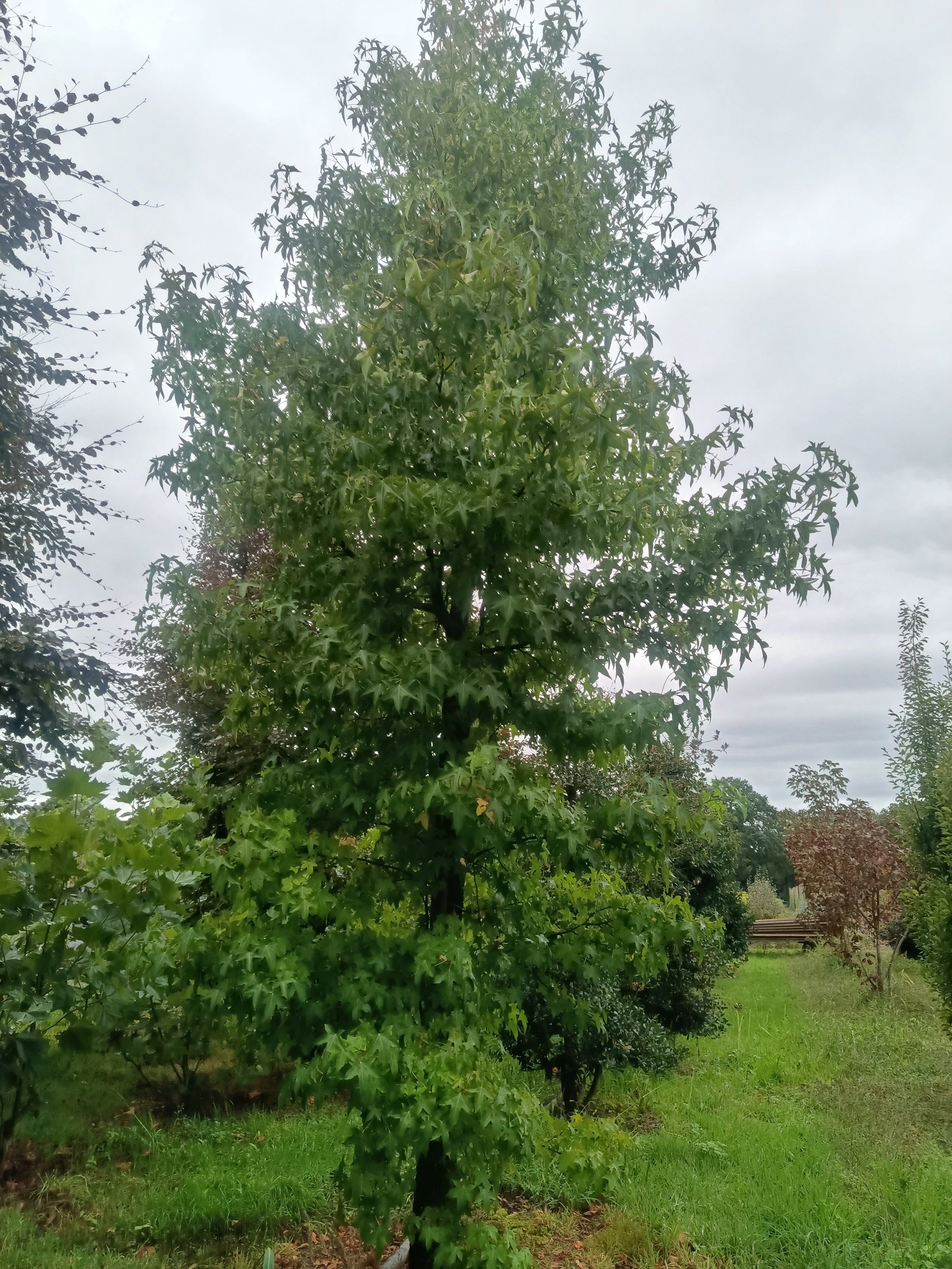Amberboom (Liquidambar styraciflua)