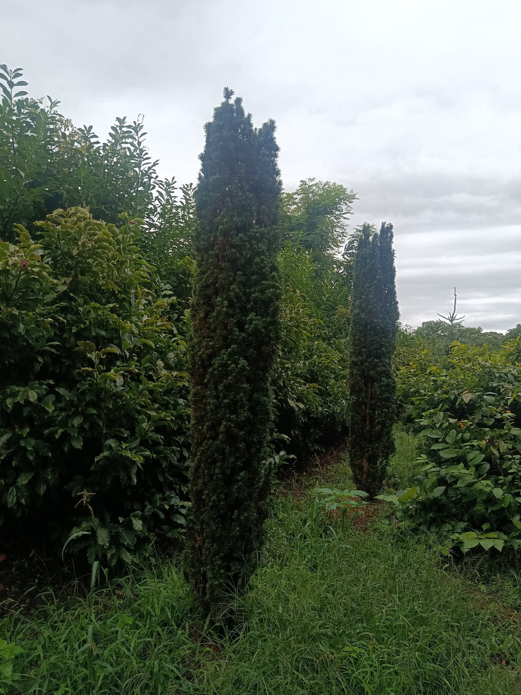 Taxus Rechtopgaand groen (Taxus baccata ‘Fastigiata)