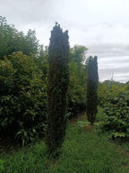 Taxus Rechtopgaand groen (Taxus baccata ‘Fastigiata)