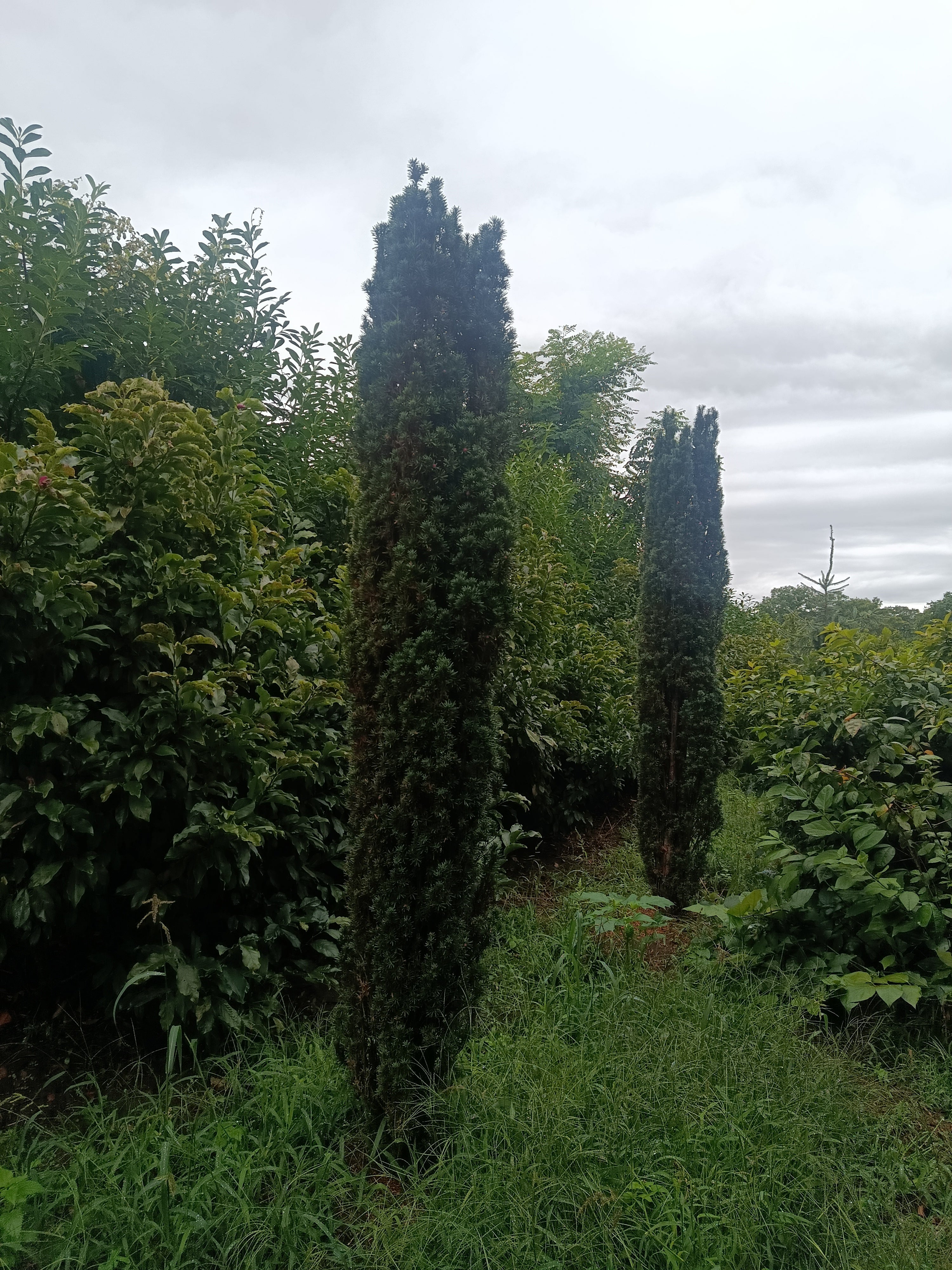 Taxus Rechtopgaand groen (Taxus baccata ‘Fastigiata)