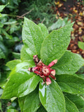 Calycanthus nepeta (Specerijenkruid)