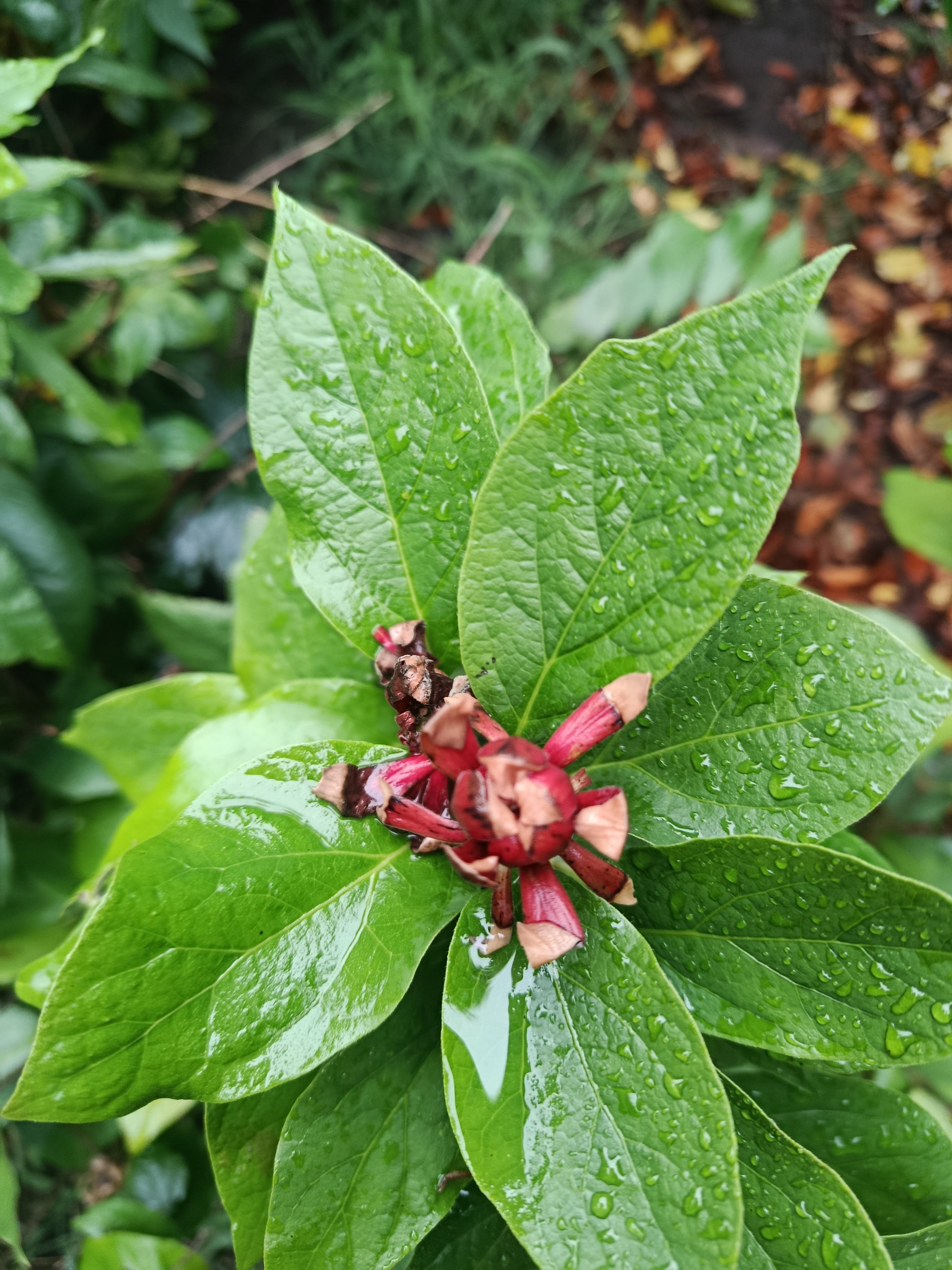 Calycanthus nepeta (Specerijenkruid)