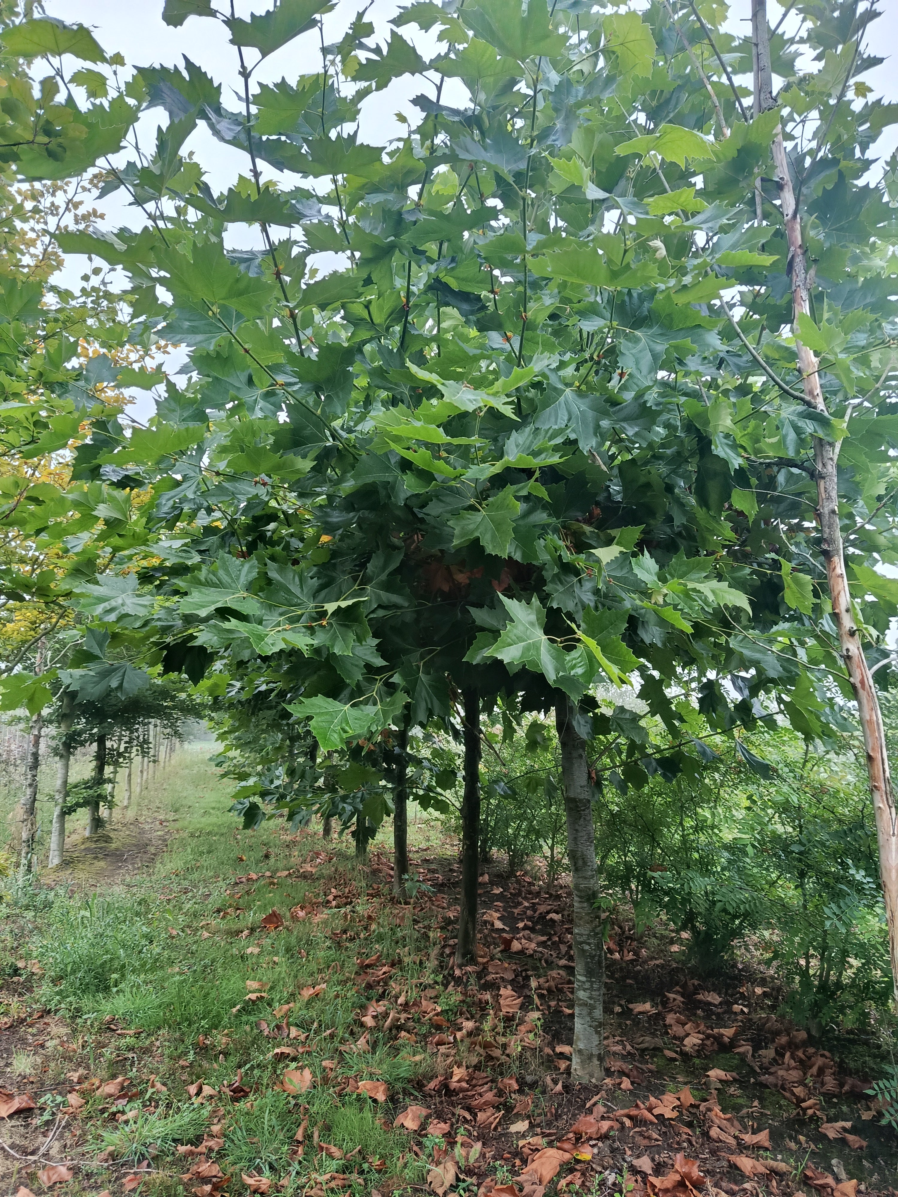 Dapplataan (Platanus hispanica)