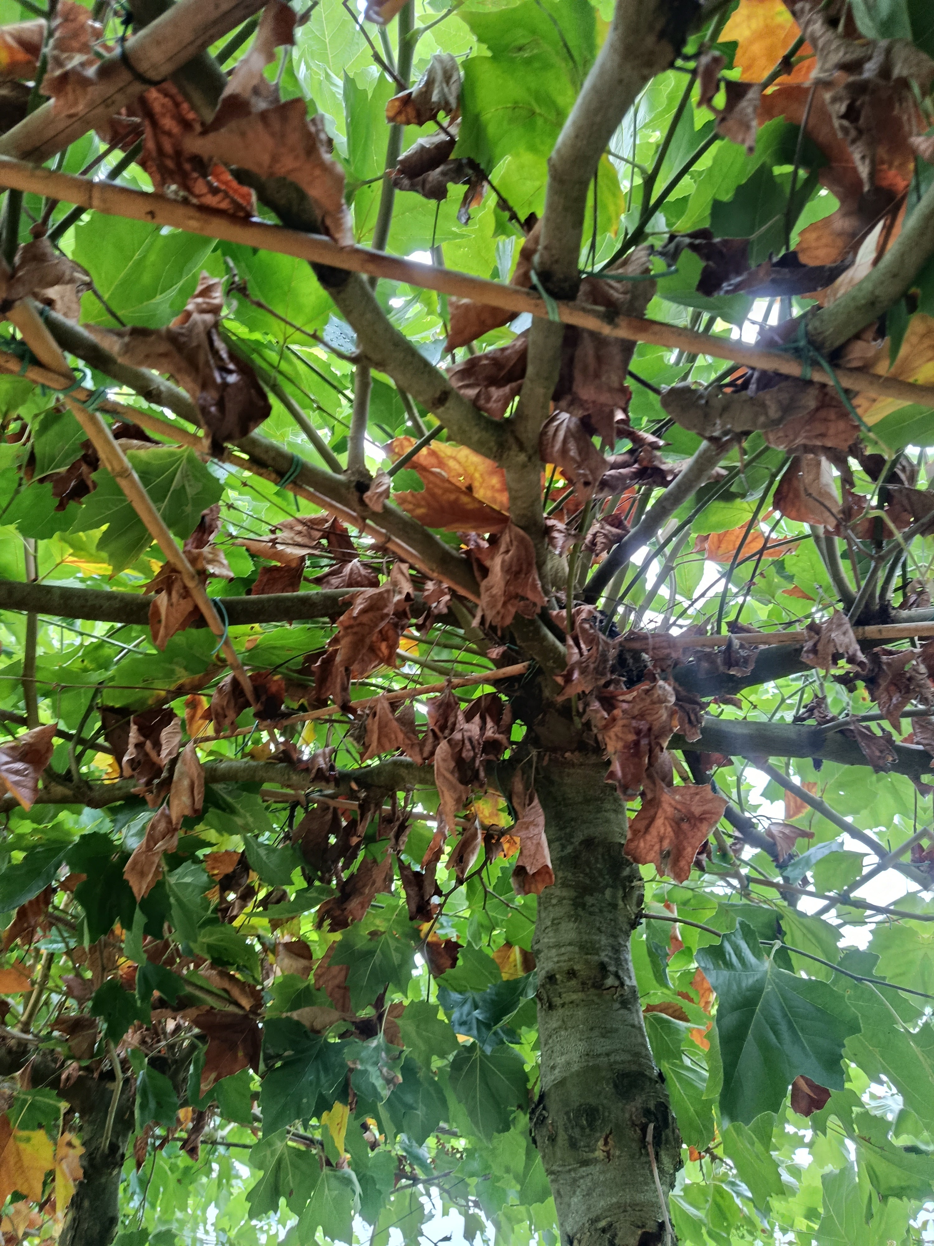Dapplataan (Platanus hispanica)
