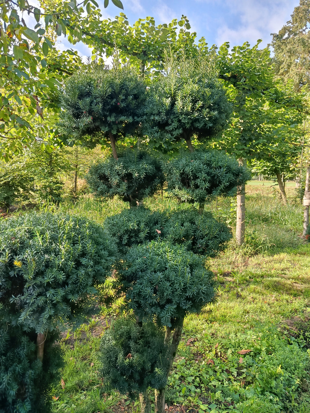 Taxus × media ‘Hicksii’ multibollen