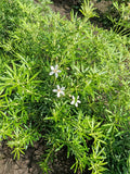 Choisya Ternata (Mexikaanse oranjebloesem)