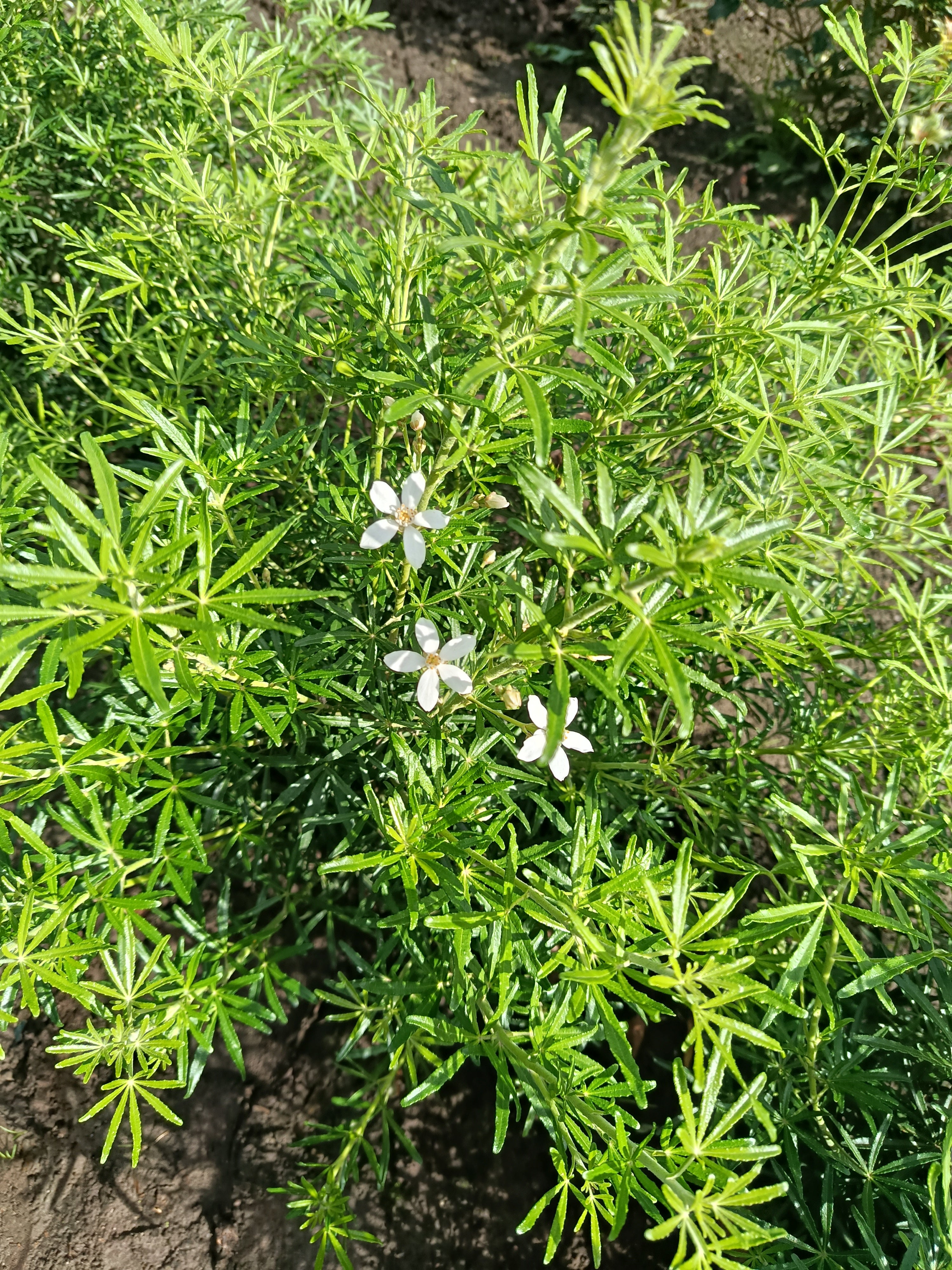 Choisya Ternata (Mexikaanse oranjebloesem)