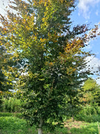 Rode beuk (Fagus sylvatica ‘Atropunicea)