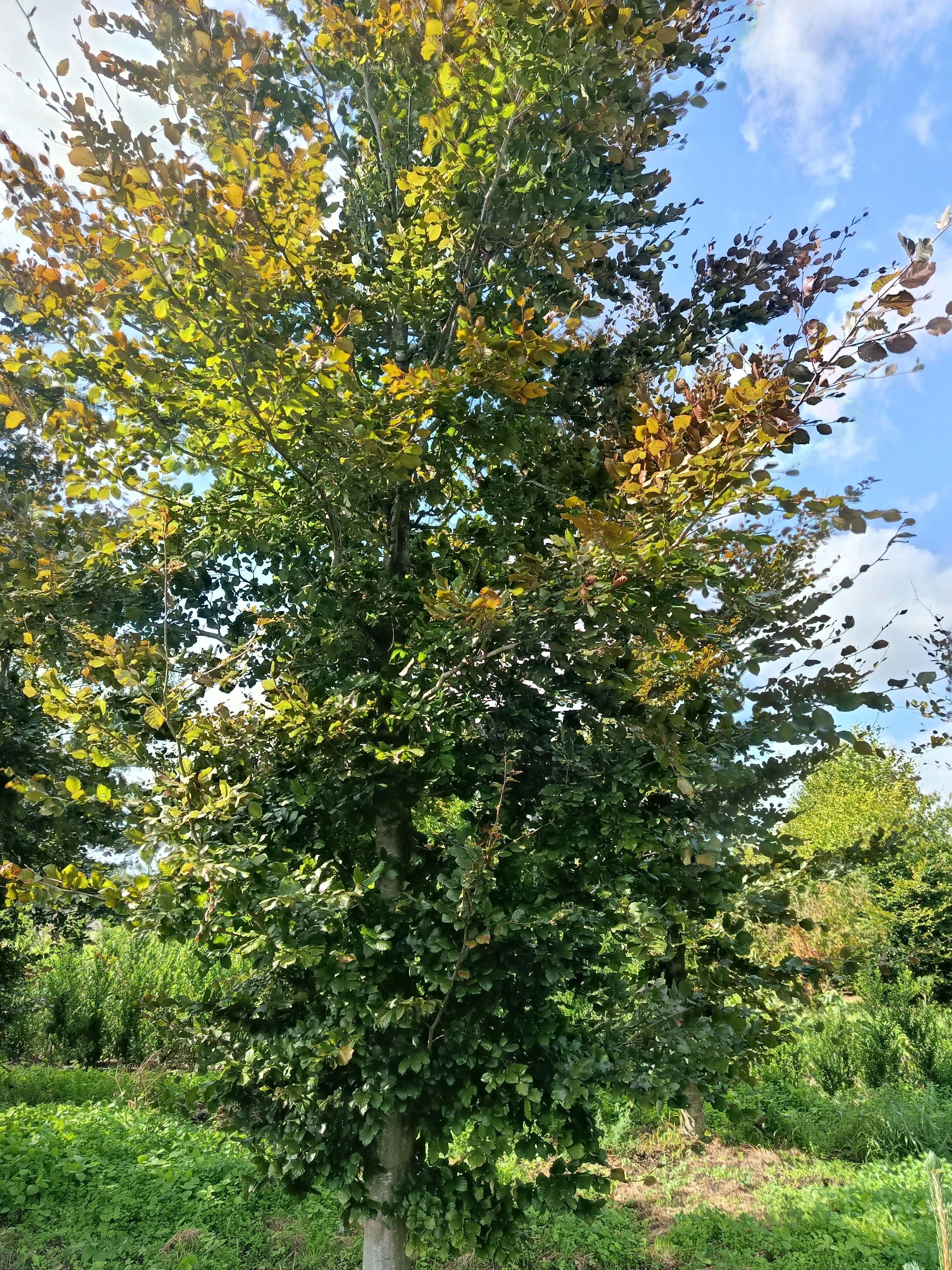 Rode beuk (Fagus sylvatica ‘Atropunicea)