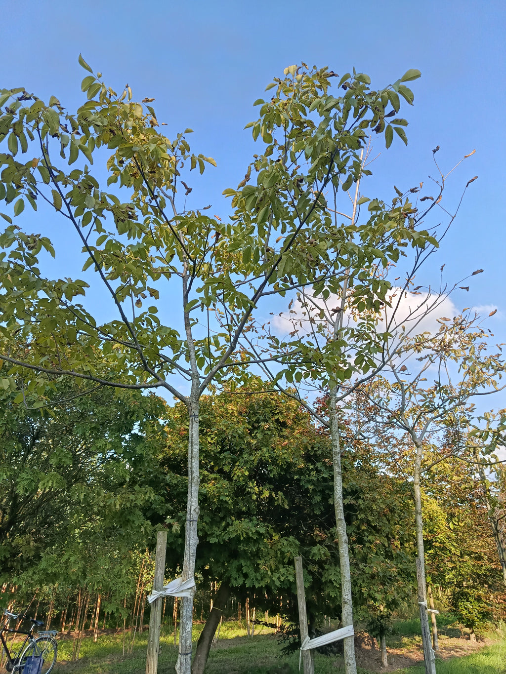 Rode paardenkastanje (Aesculus carnea Briotii)