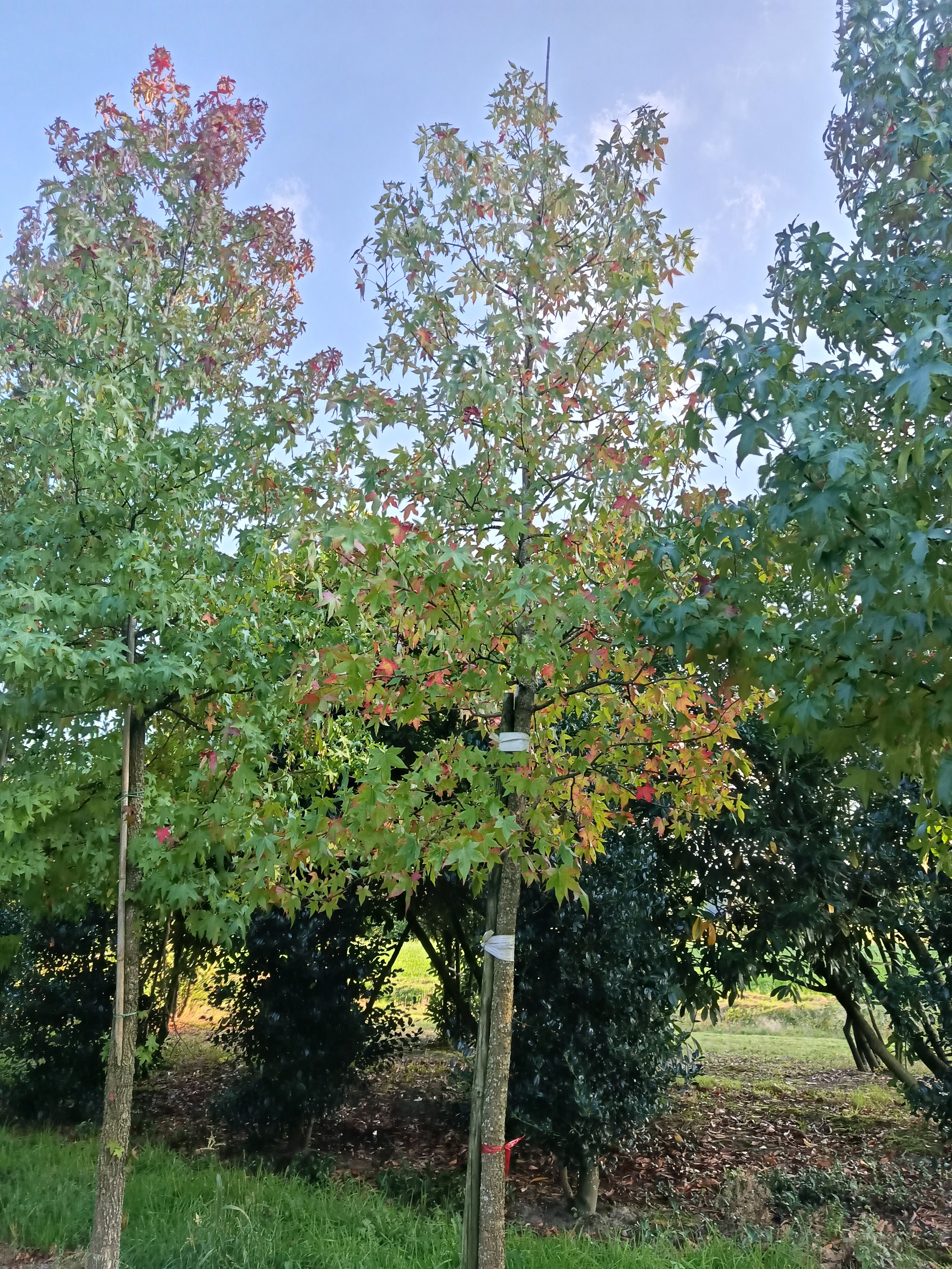 Amberboom (Liquidambar styraciflua)