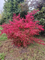 Kardinaalmuts (Euonymus alata compacta)