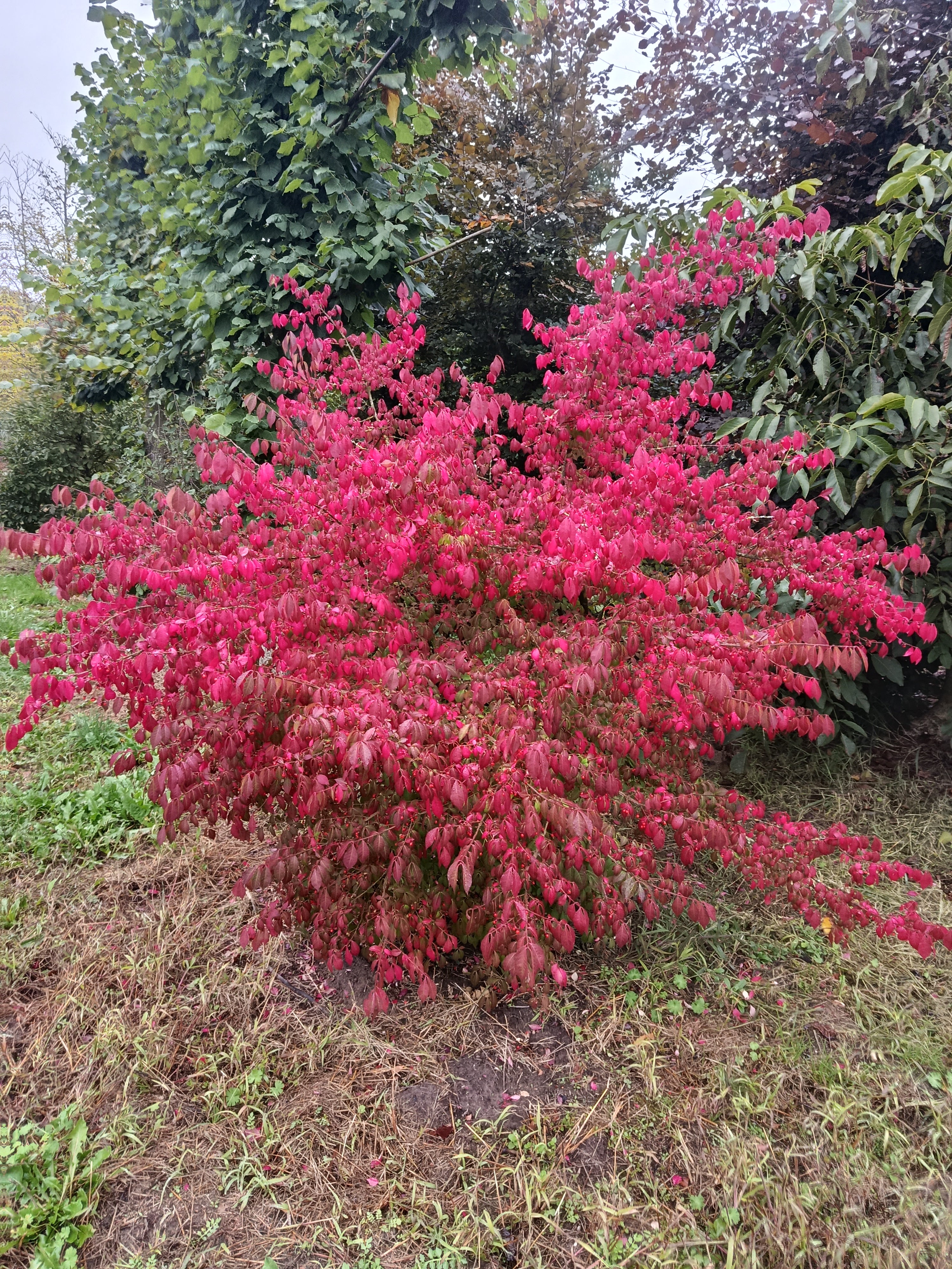 Kardinaalmuts (Euonymus alata compacta)
