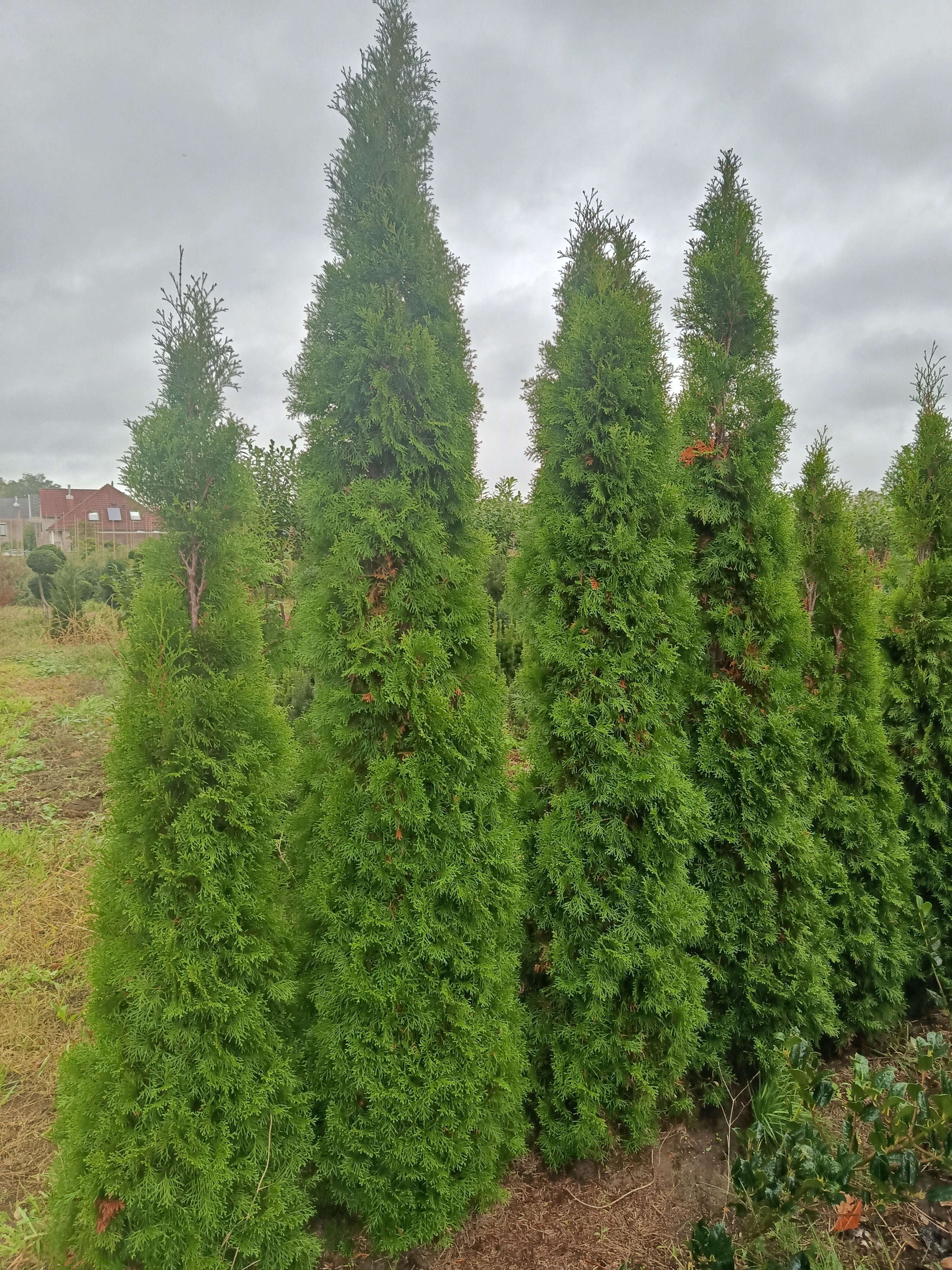 Westerse Levenboom "Thuja occidentalis Smaragd" solitair
