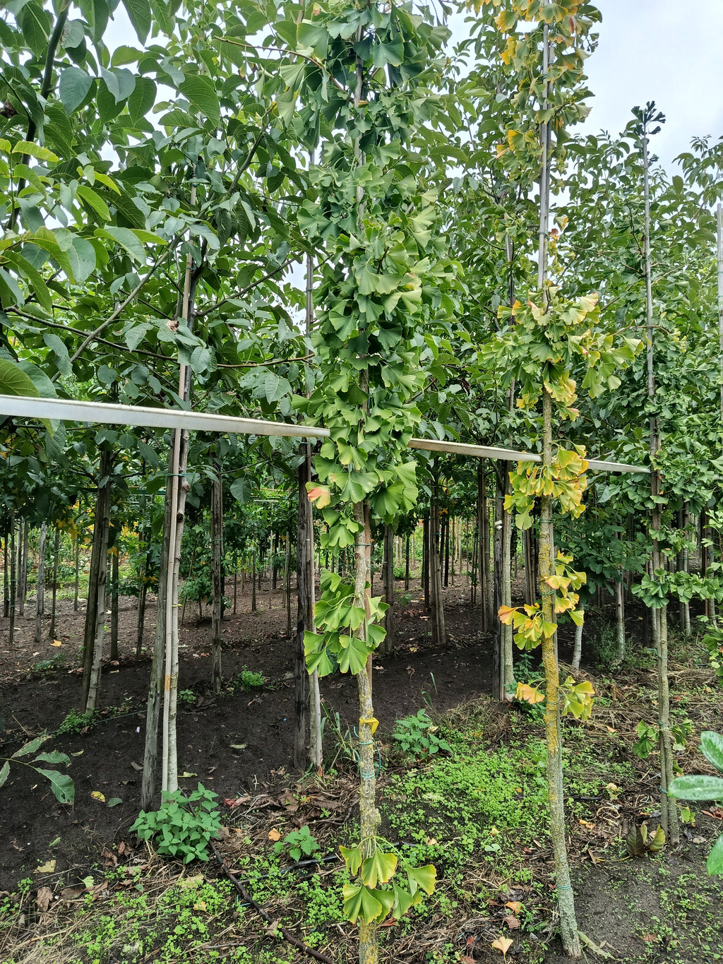 Gingko  (Gingko biloba) hoogstam conifeer