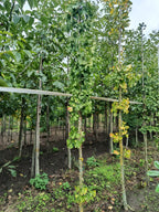 Gingko  (Gingko biloba) hoogstam conifeer