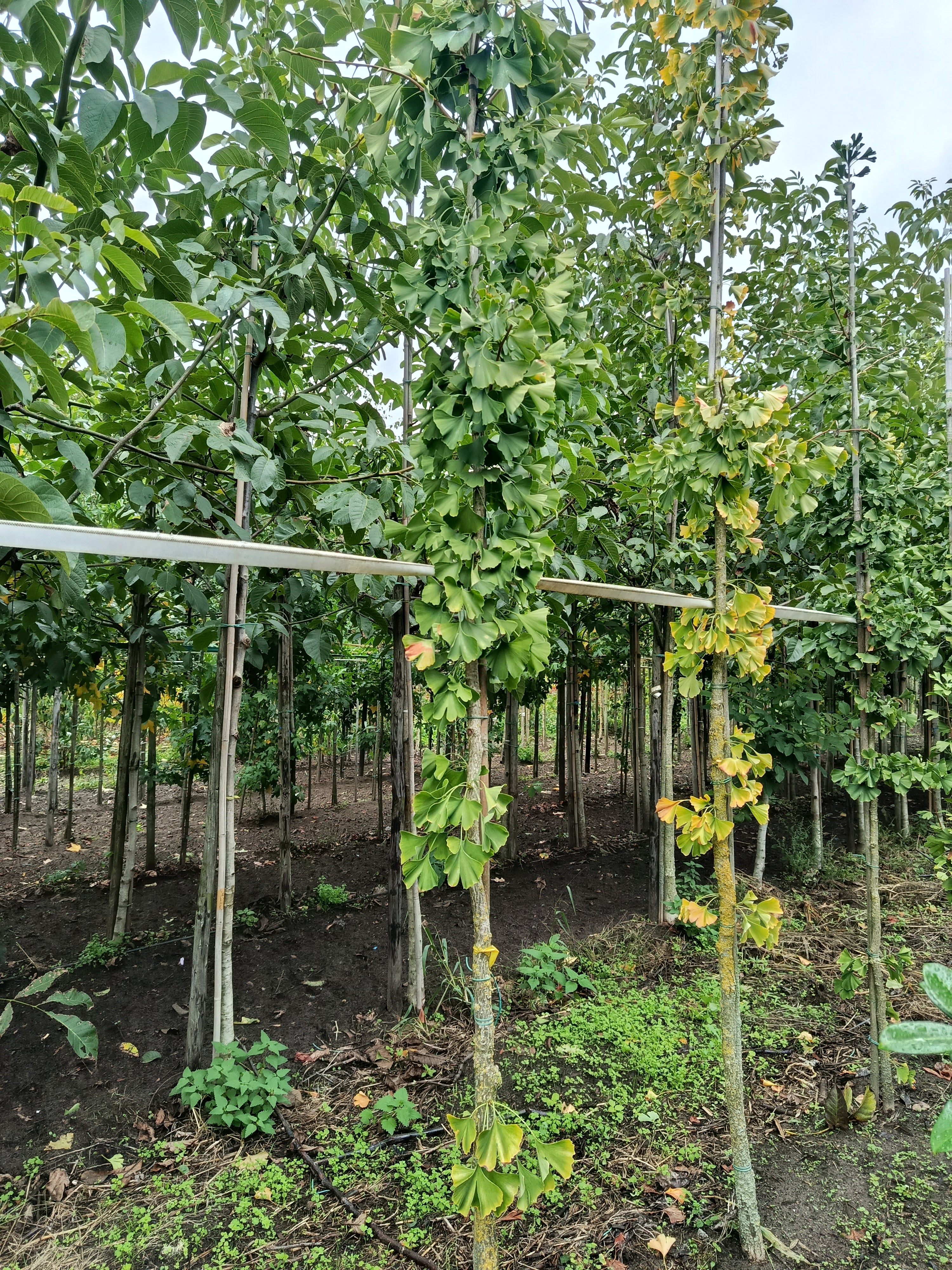 Gingko  (Gingko biloba) hoogstam conifeer