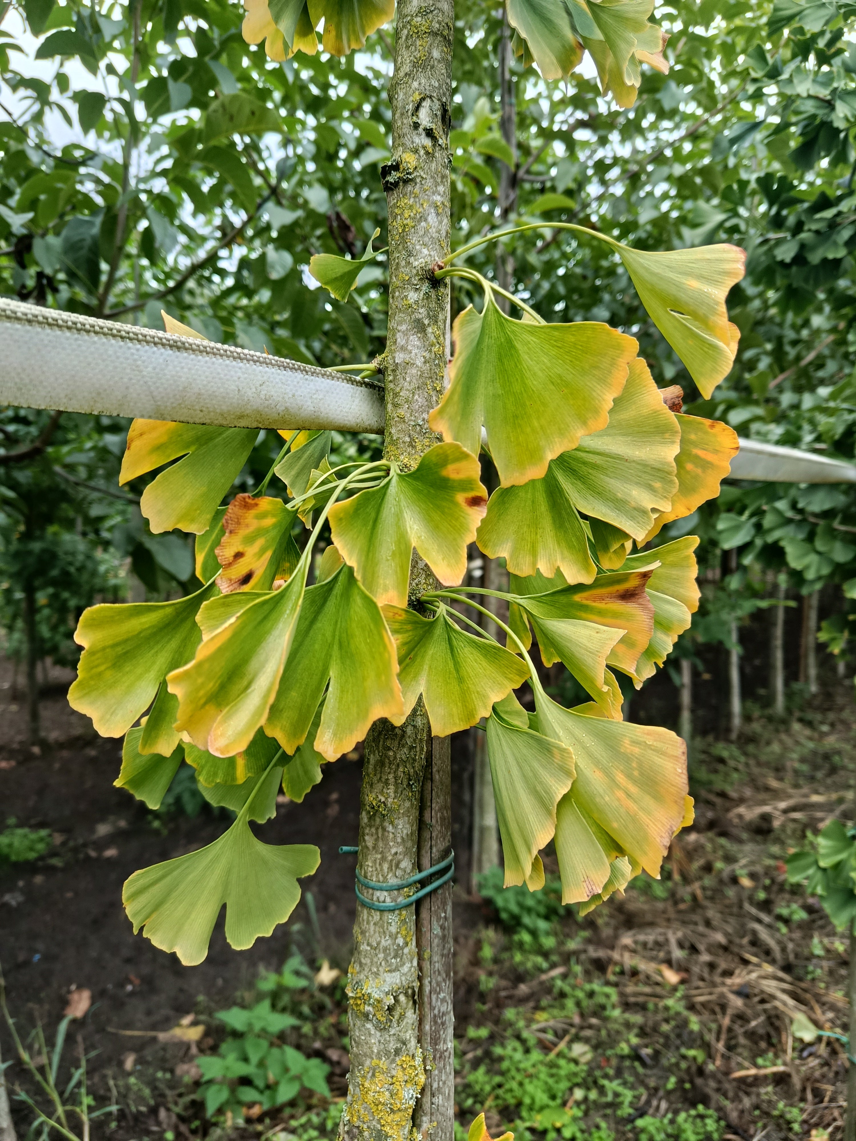 Gingko  (Gingko biloba) hoogstam conifeer