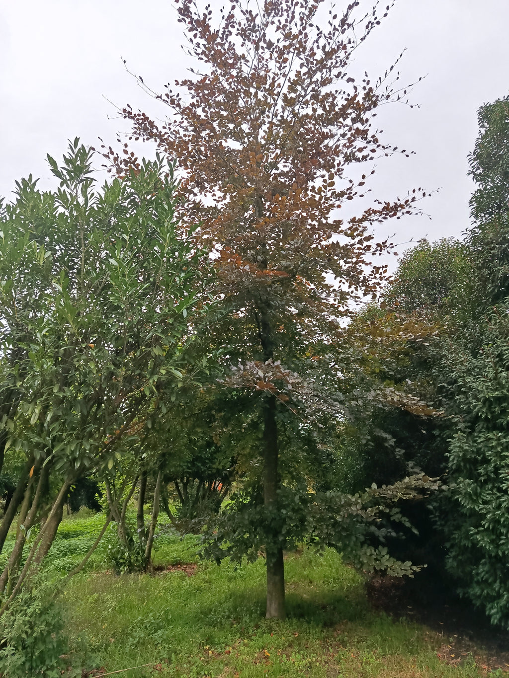 Rode beuk (Fagus sylvatica ‘Atropunicea)