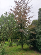 Rode beuk (Fagus sylvatica ‘Atropunicea)