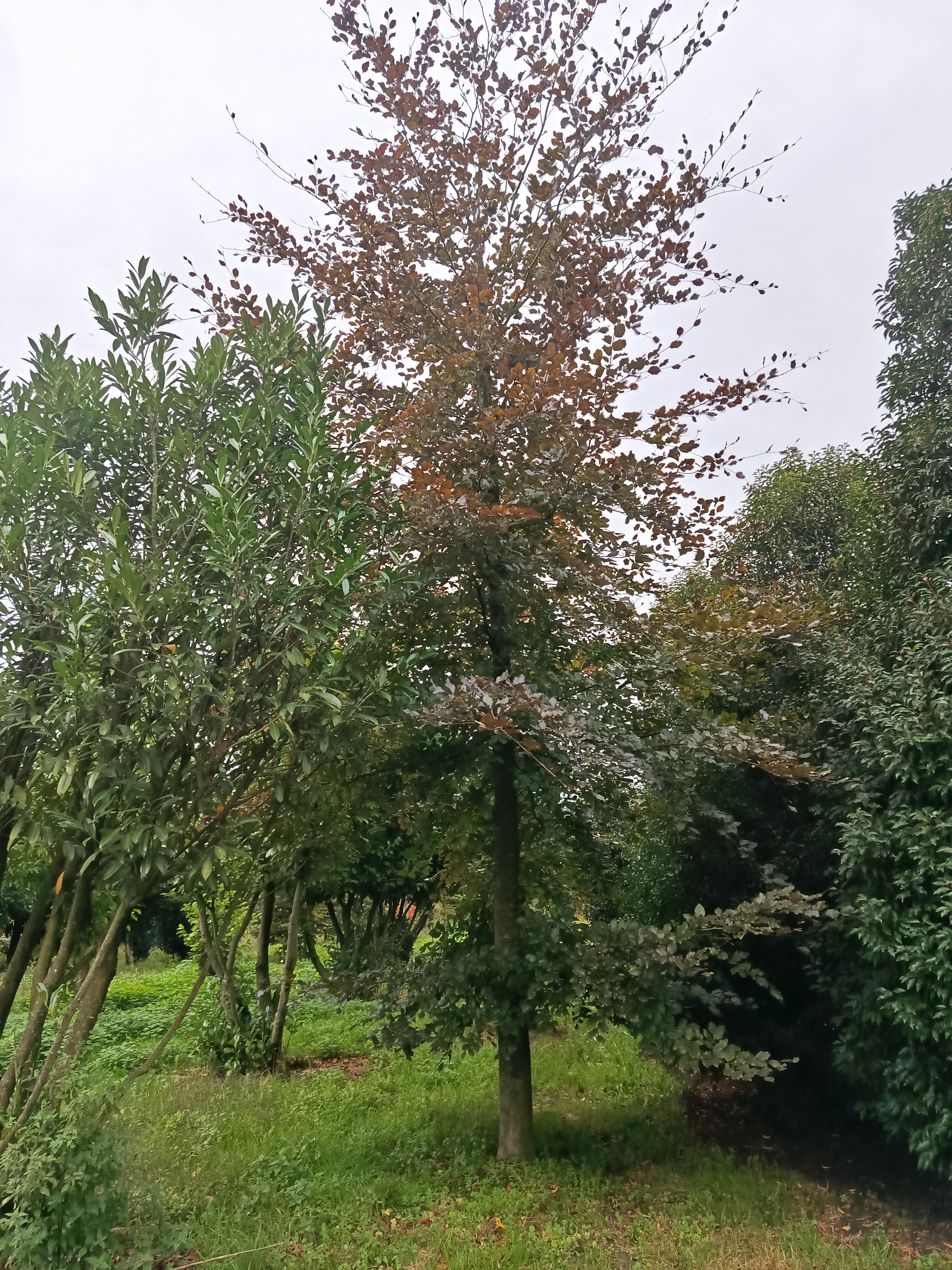 Rode beuk (Fagus sylvatica ‘Atropunicea)