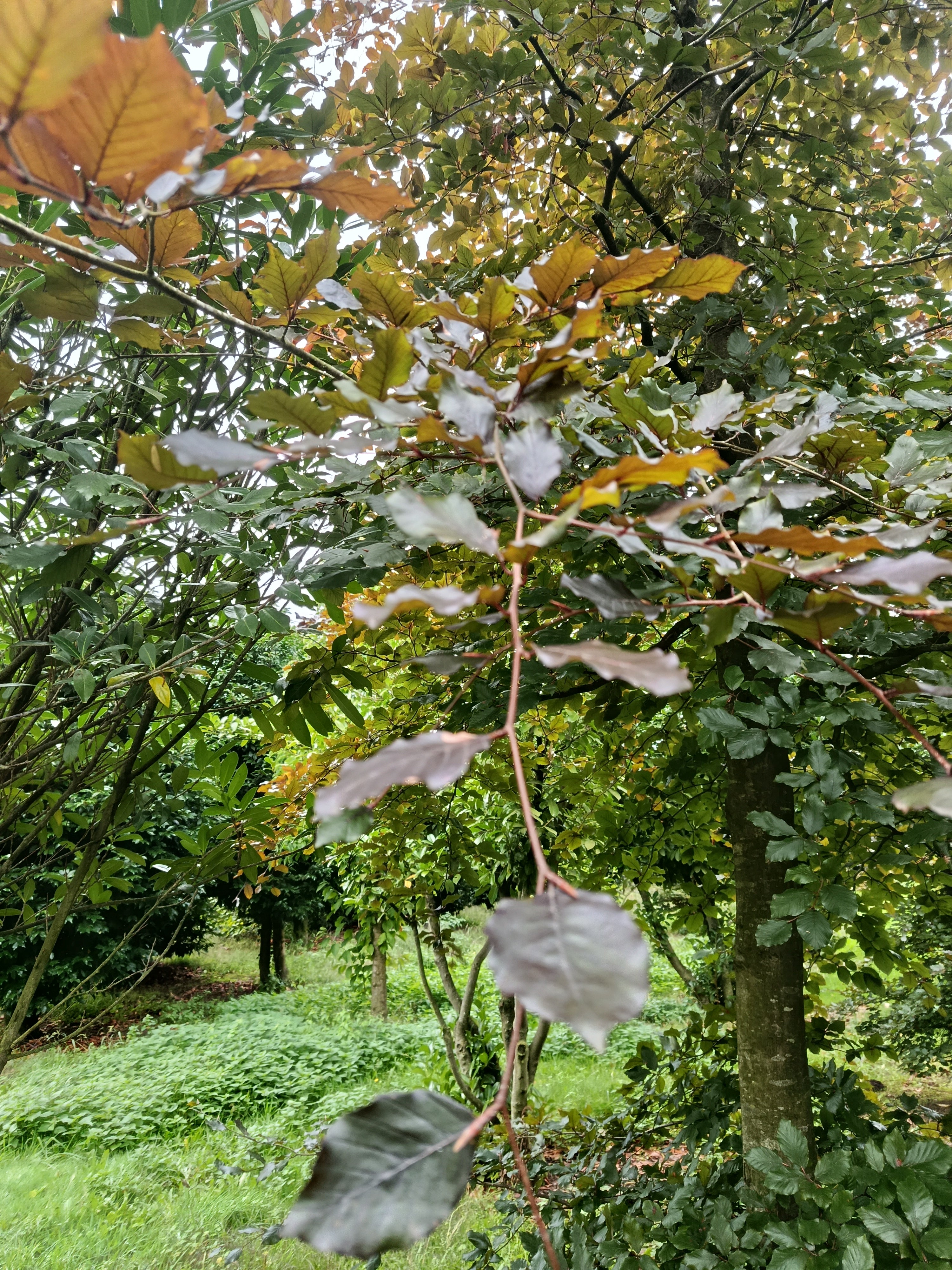 Rode beuk (Fagus sylvatica ‘Atropunicea)