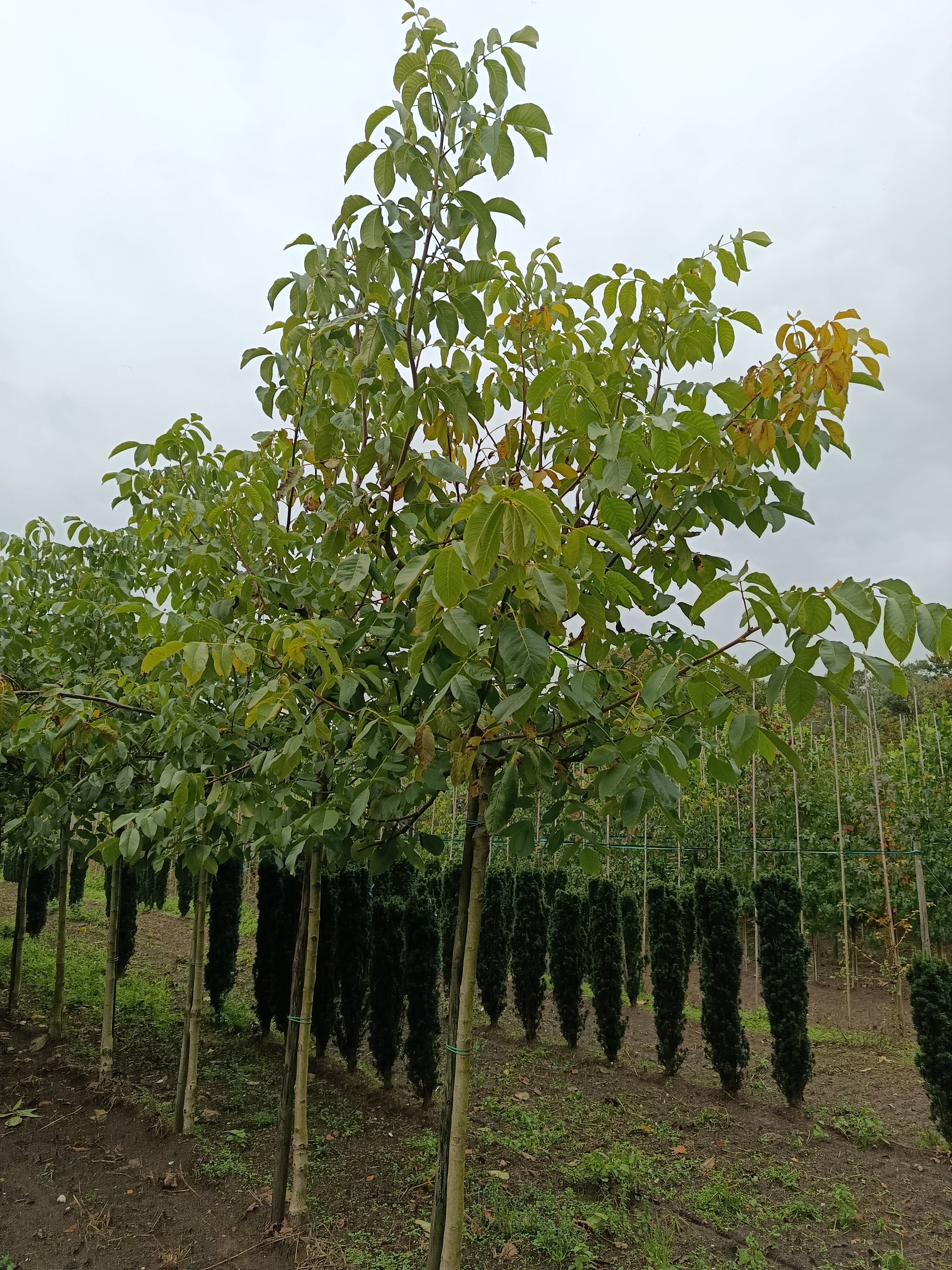 Amberboom (Liquidambar styraciflua)