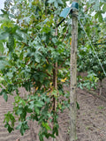 Amberboom (Liquidambar styraciflua)