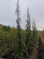 Libanese Ceder "Cedrus libani' groene naalden