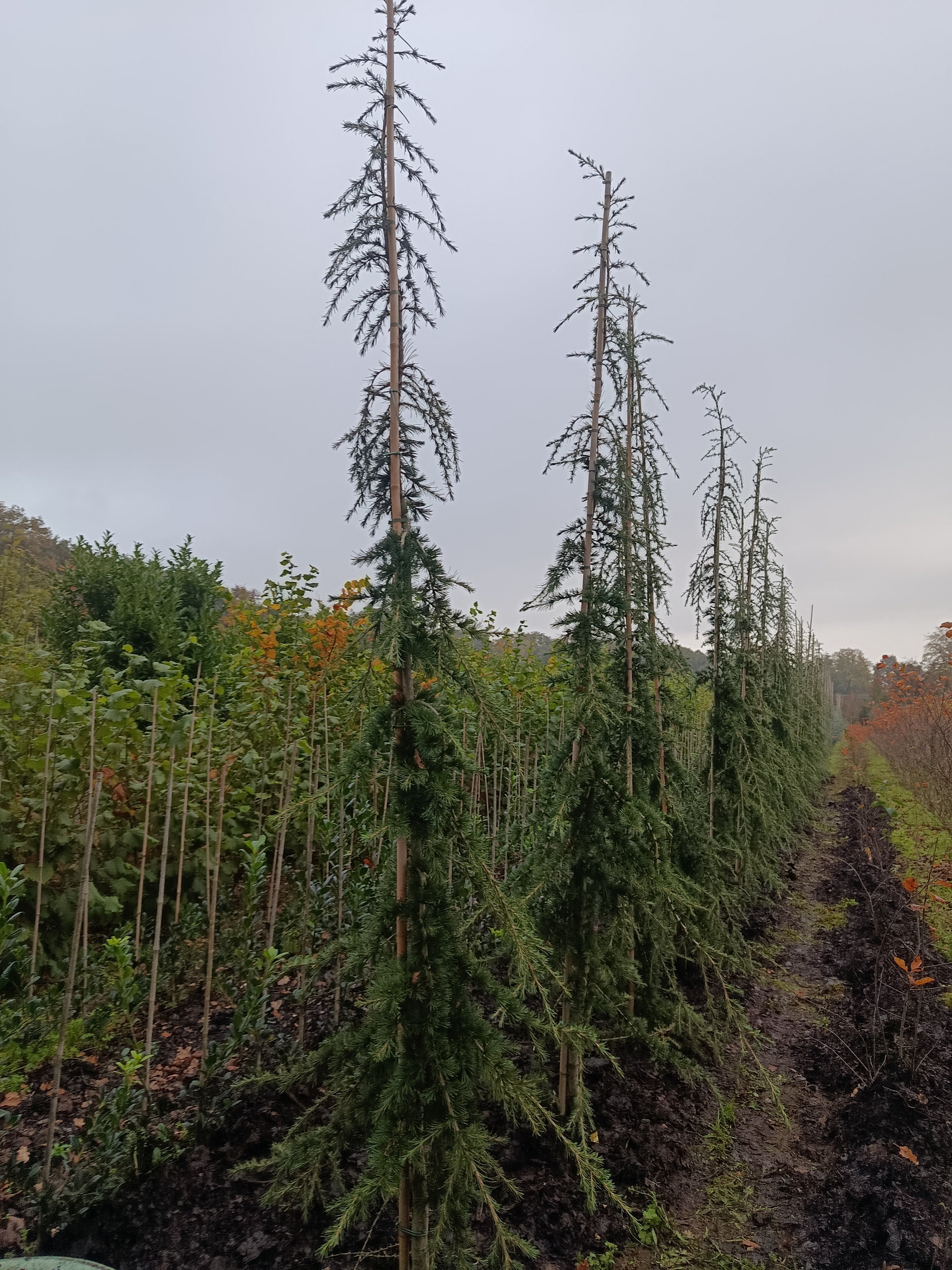 Libanese Ceder "Cedrus libani' groene naalden