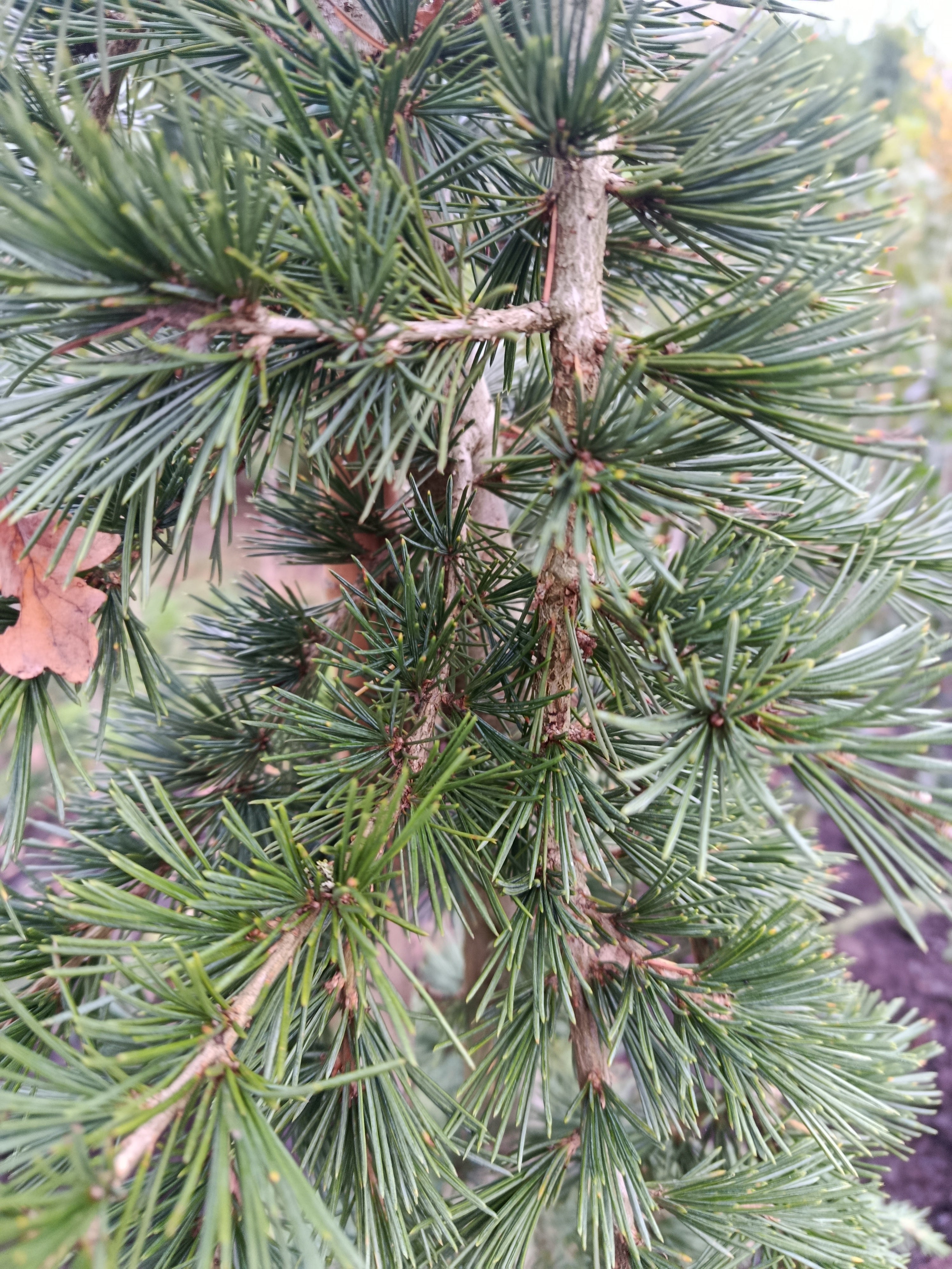 Libanese Ceder "Cedrus libani' groene naalden