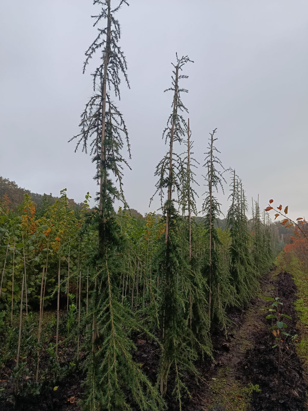 Libanese Ceder "Cedrus libani' groene naalden