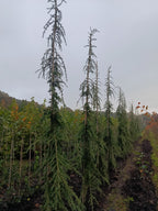 Libanese Ceder "Cedrus libani' groene naalden