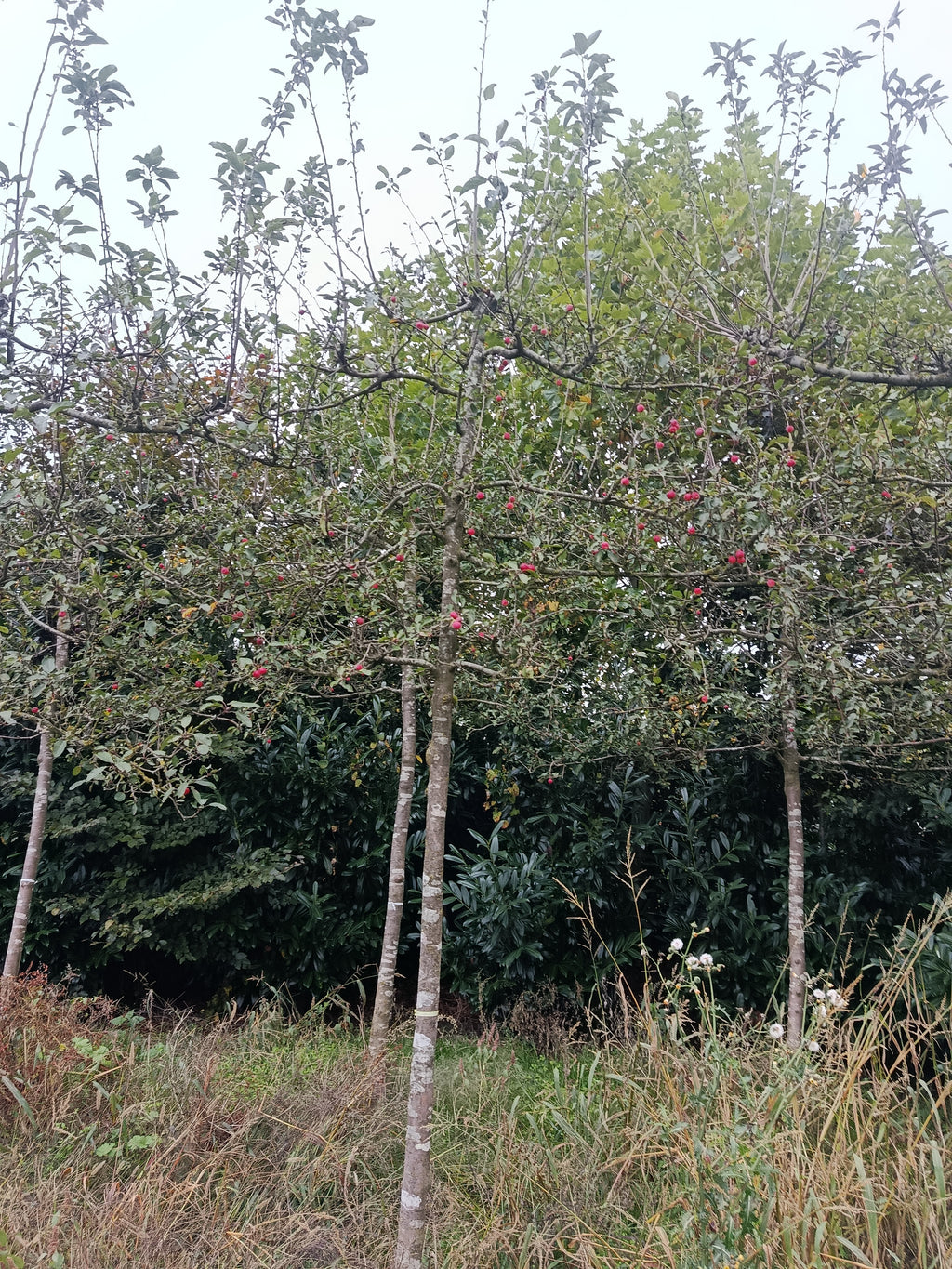 Rode Sierappel (Malus Red Sentinel) Leivorm, volwassenere bomen
