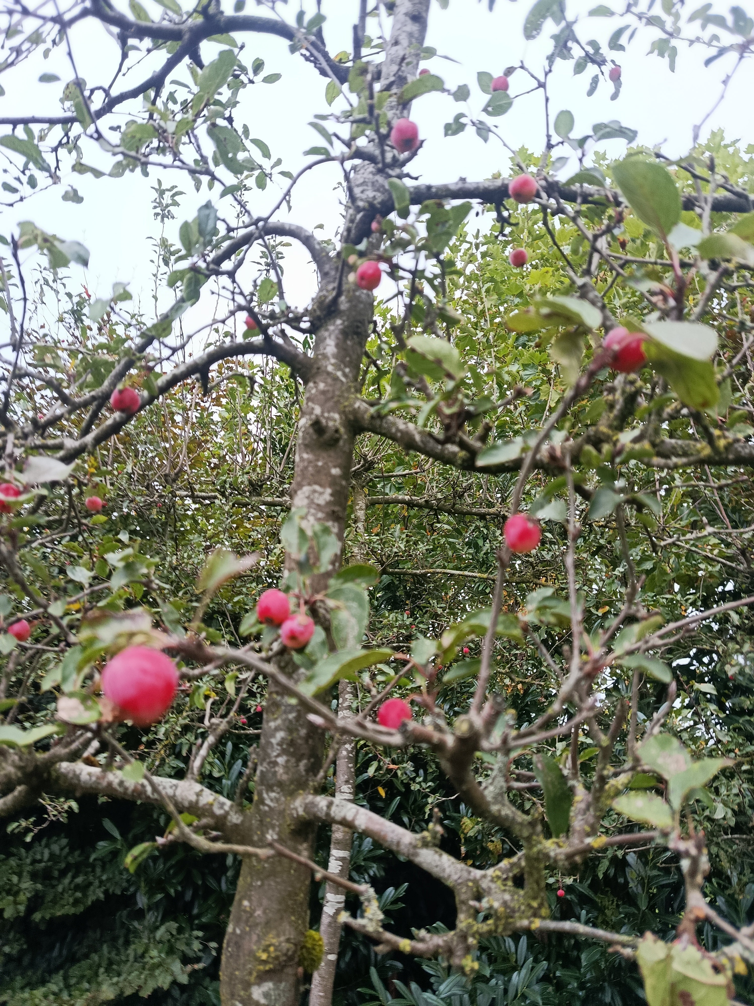 Rode Sierappel (Malus Red Sentinel) Leivorm, volwassenere bomen