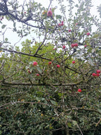 Rode Sierappel (Malus Red Sentinel) Leivorm, volwassenere bomen