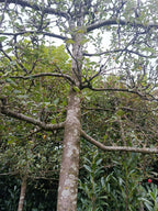 Rode Sierappel (Malus Red Sentinel) Leivorm, volwassenere bomen