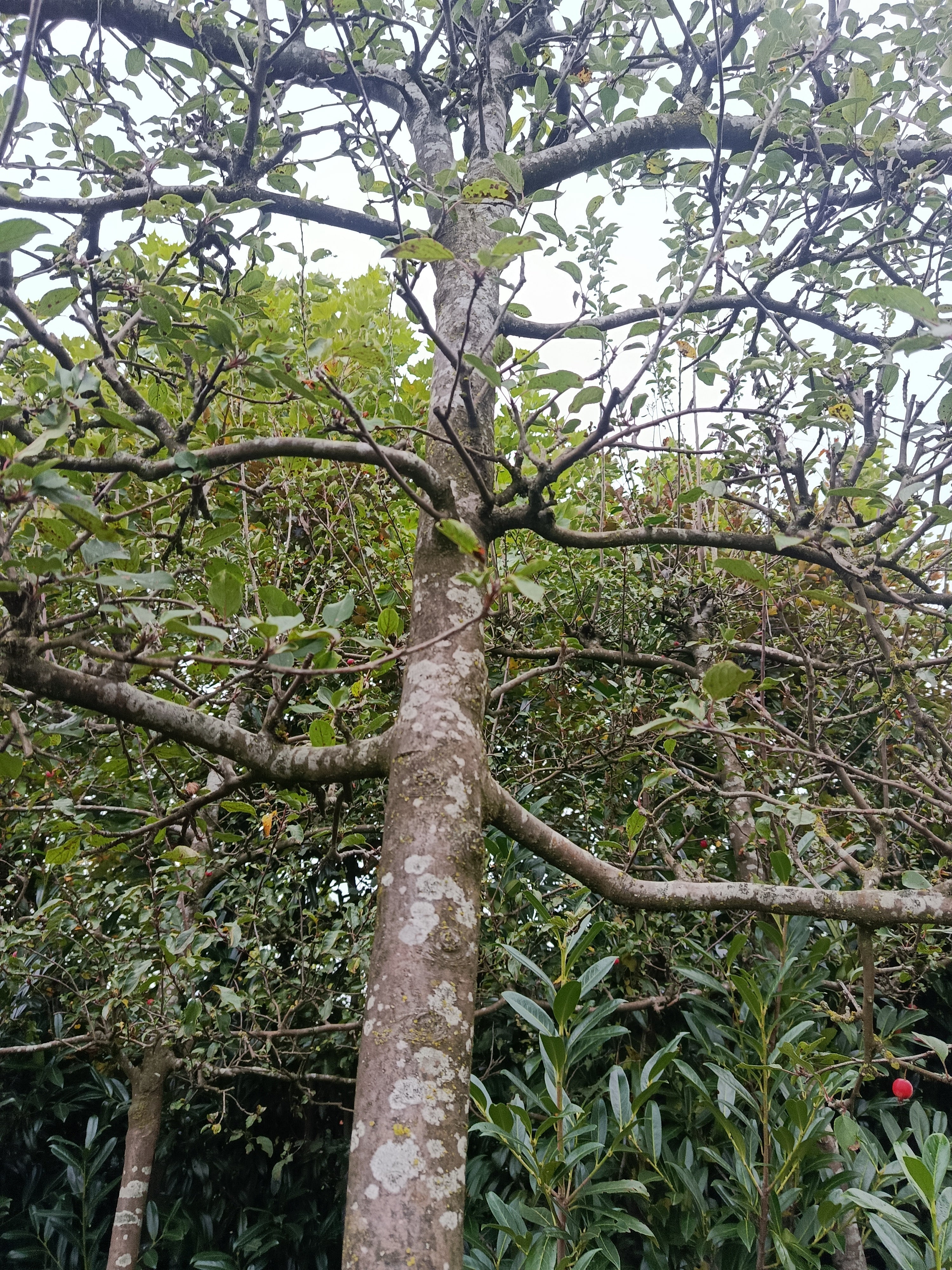 Rode Sierappel (Malus Red Sentinel) Leivorm, volwassenere bomen