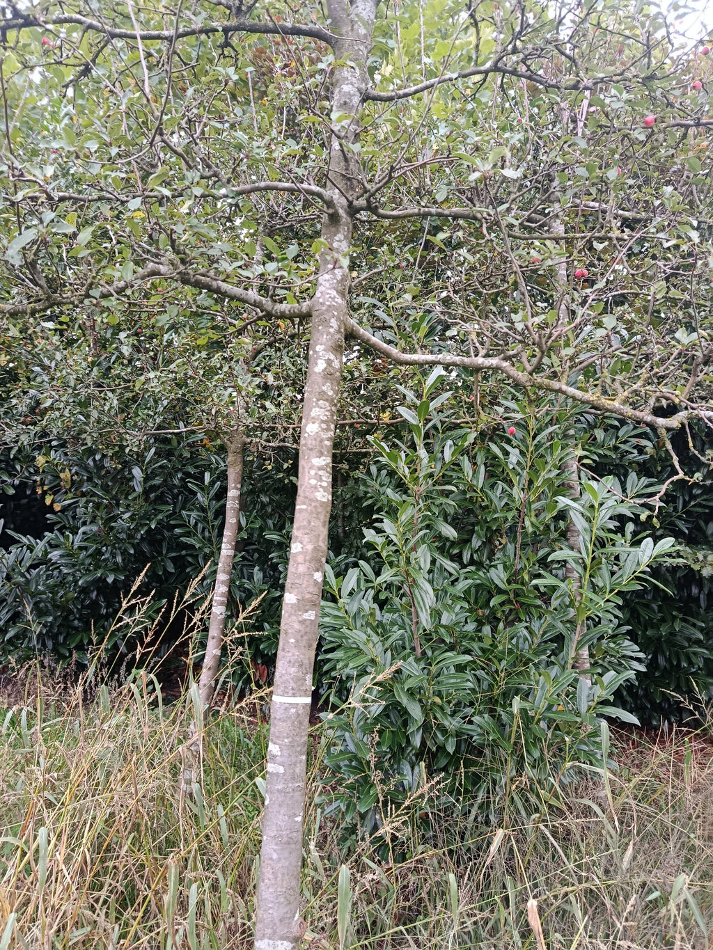 Rode Sierappel (Malus Red Sentinel) Leivorm, volwassenere bomen